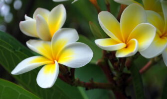 LIST OF FLOWERS THAT HAVE SACRED VALUE IN HINDU RELIGION