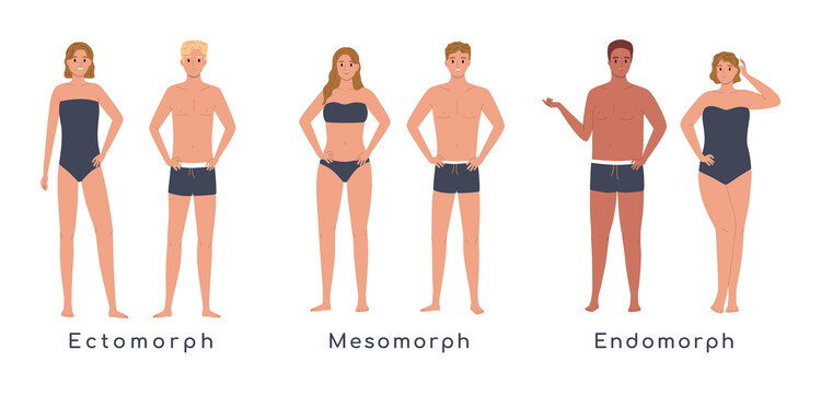 Understanding the Three Basic Body Types